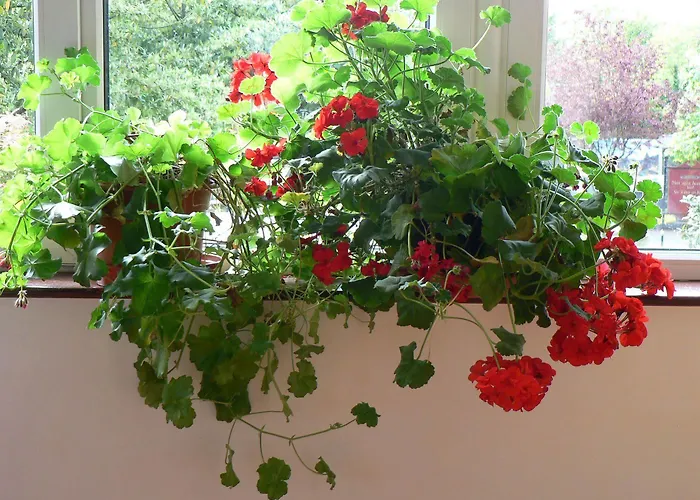 Annabella Oda ve Kahvaltı 4*